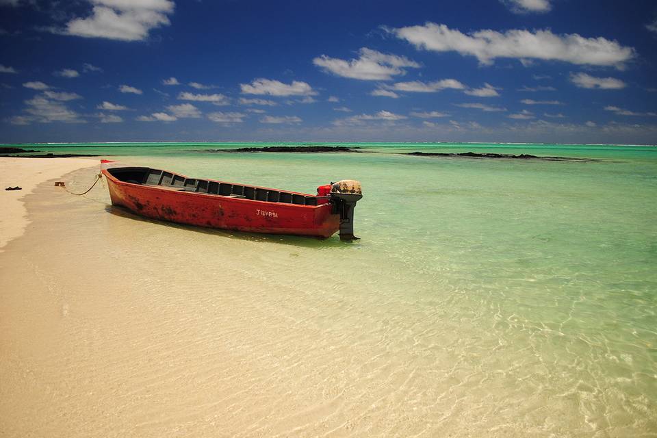 Isola cervi mauritius