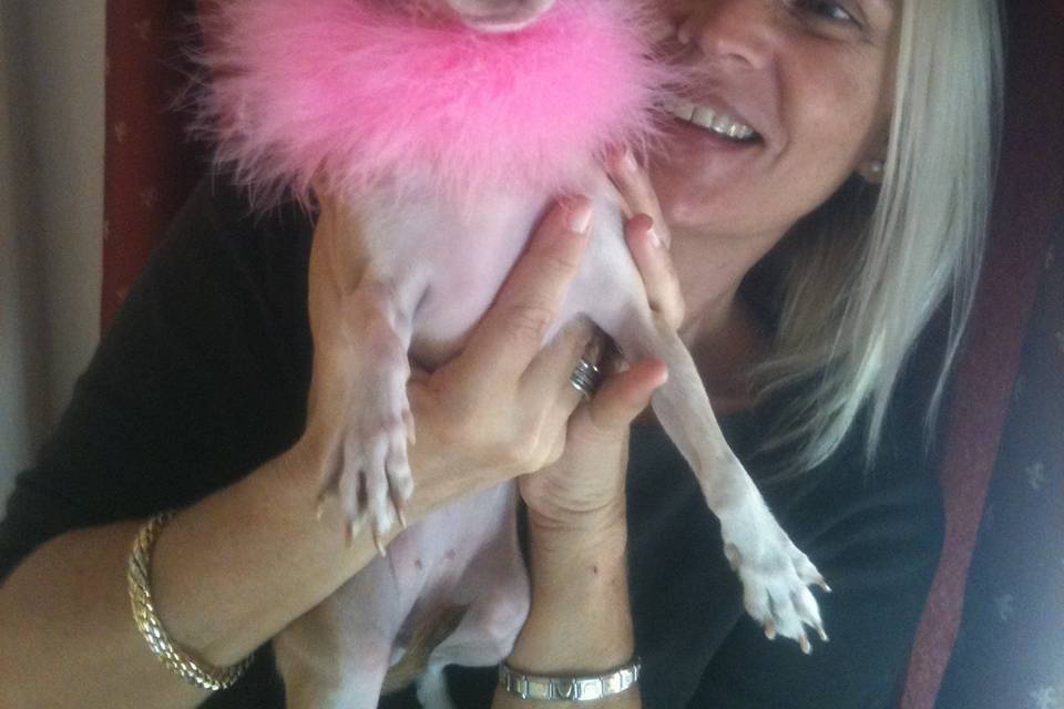 Happyday dogsitter