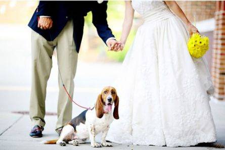 Servizio dogsitter nel giorno più bello da vivere anche con lui!