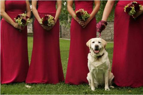 Dogsitter Weddingplanner©