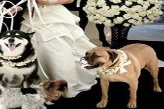 Dogsitter Weddingplanner©