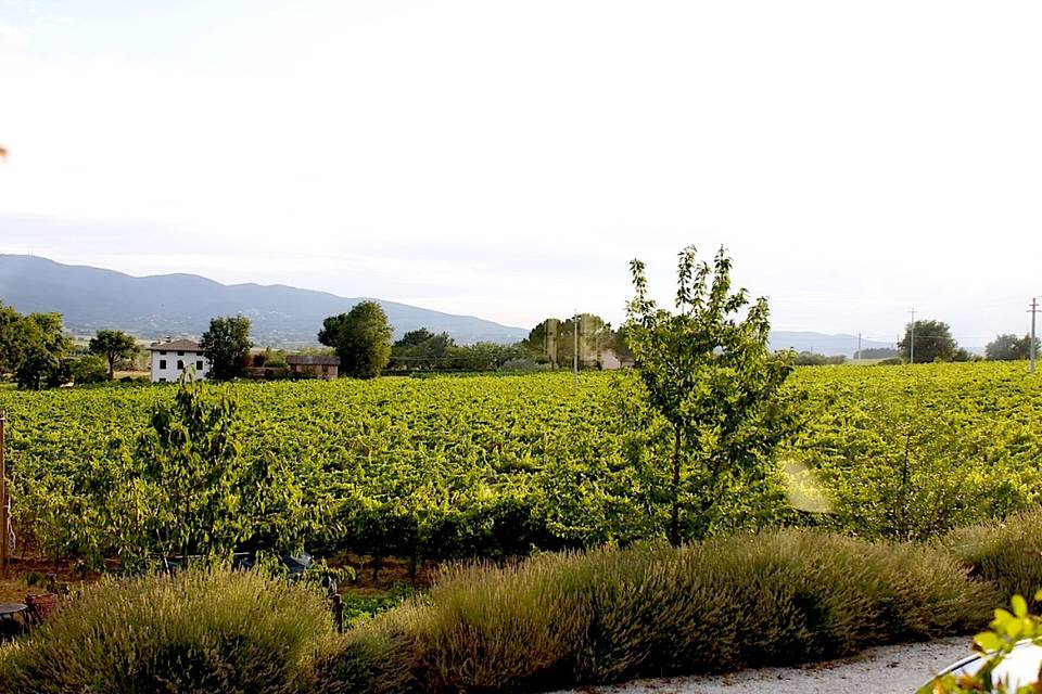 Cantine Lungarotti Montefalco