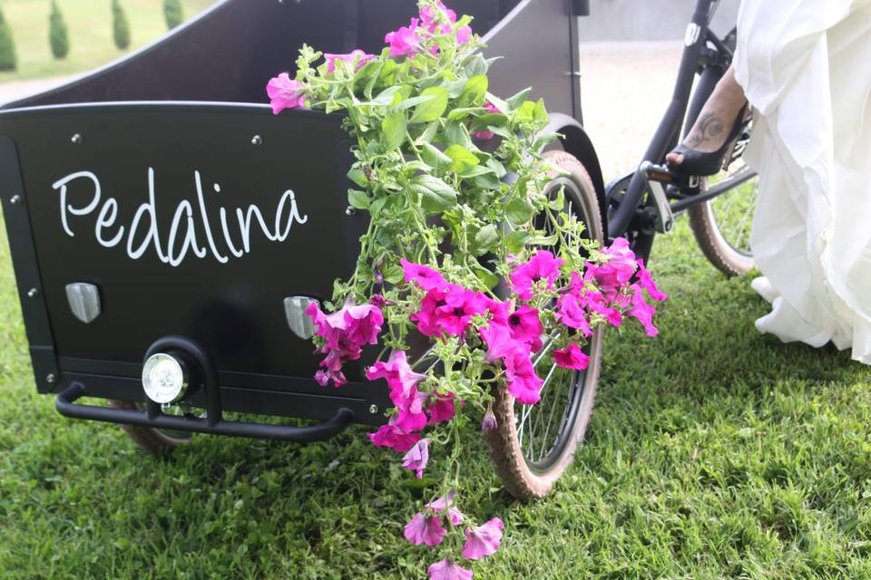 Pedalina