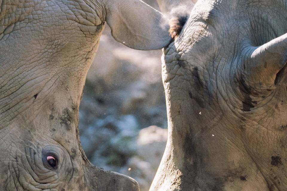 Safari in Africa