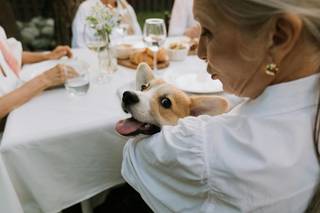 Arianna - Dog Wedding Sitter