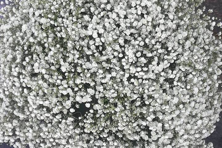 Gypsophila