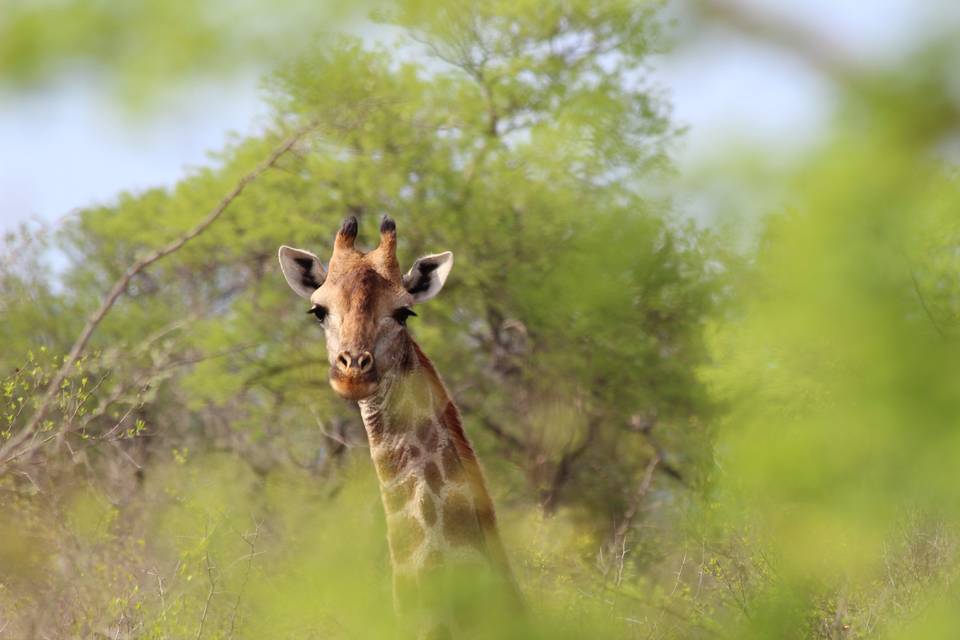 Giraffa Kruger