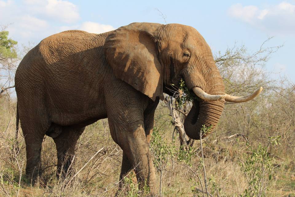 Elefante Kruger