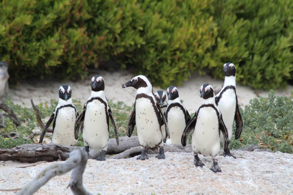 Pinguini Sudafricani