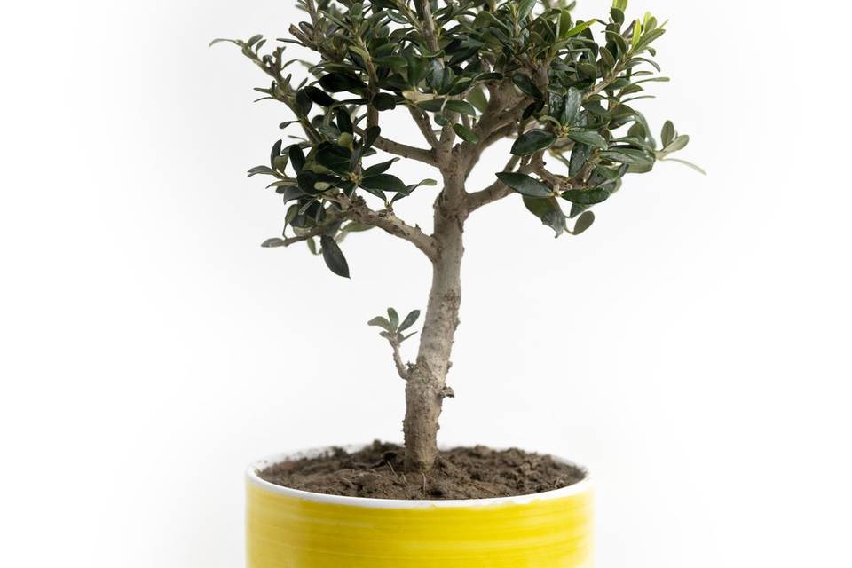 Vaso Bonsai Olivo Tramonto