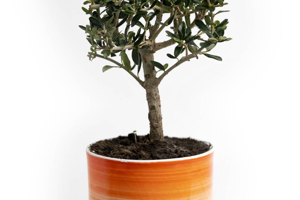 Vaso Bonsai Olivo Tramonto