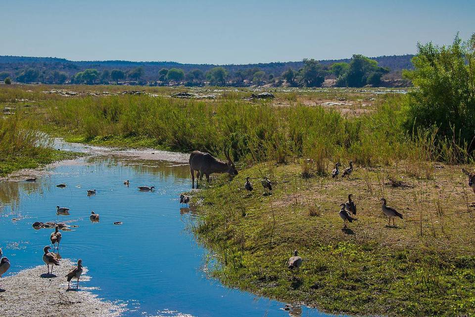 Kruger Park