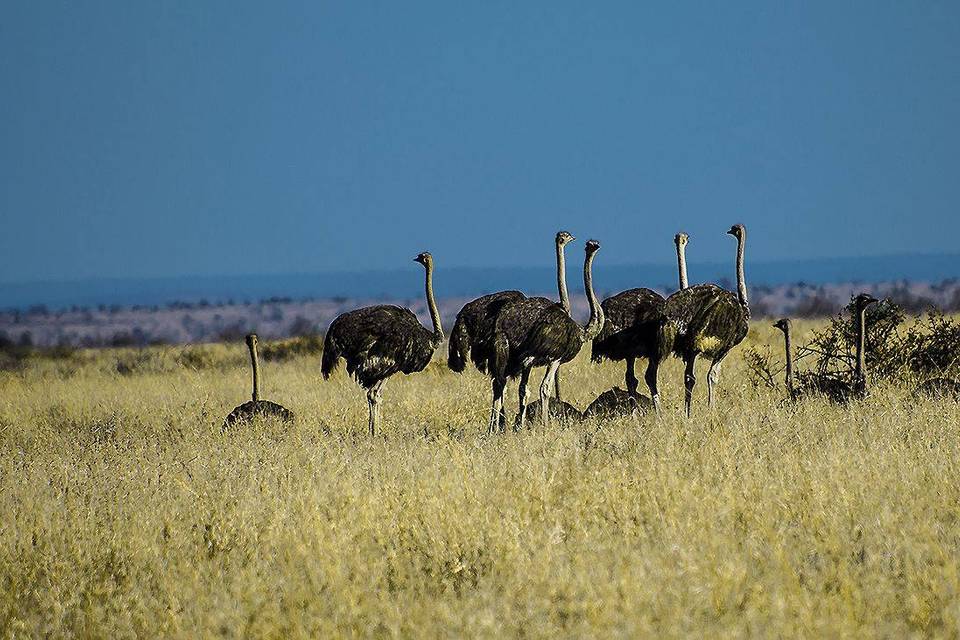 Kruger Park