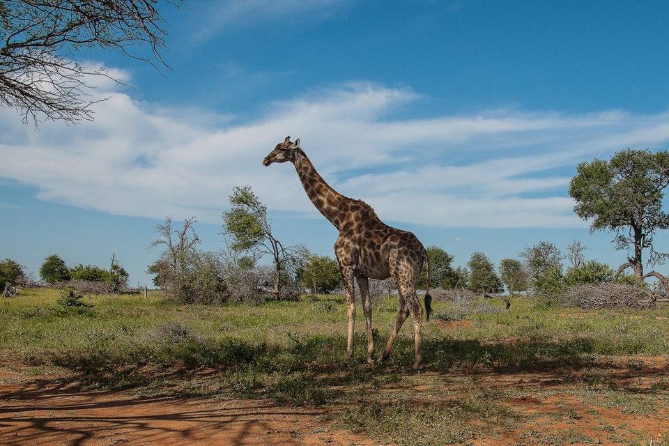 Safari