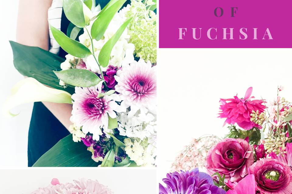 Fuchsia