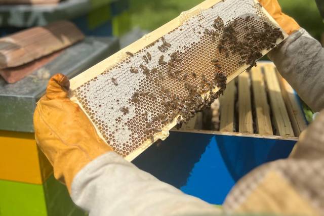 Favo pieno di miele