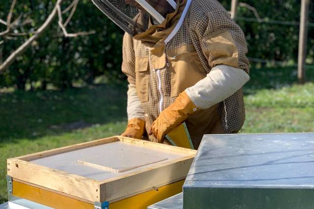 Prima apertura arnia