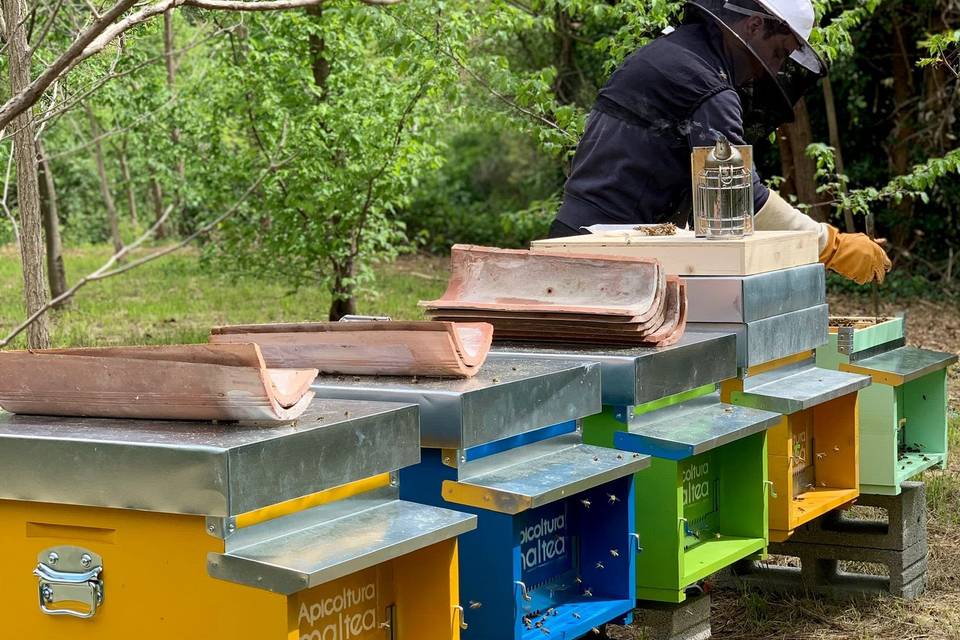 Apicoltura Amaltea