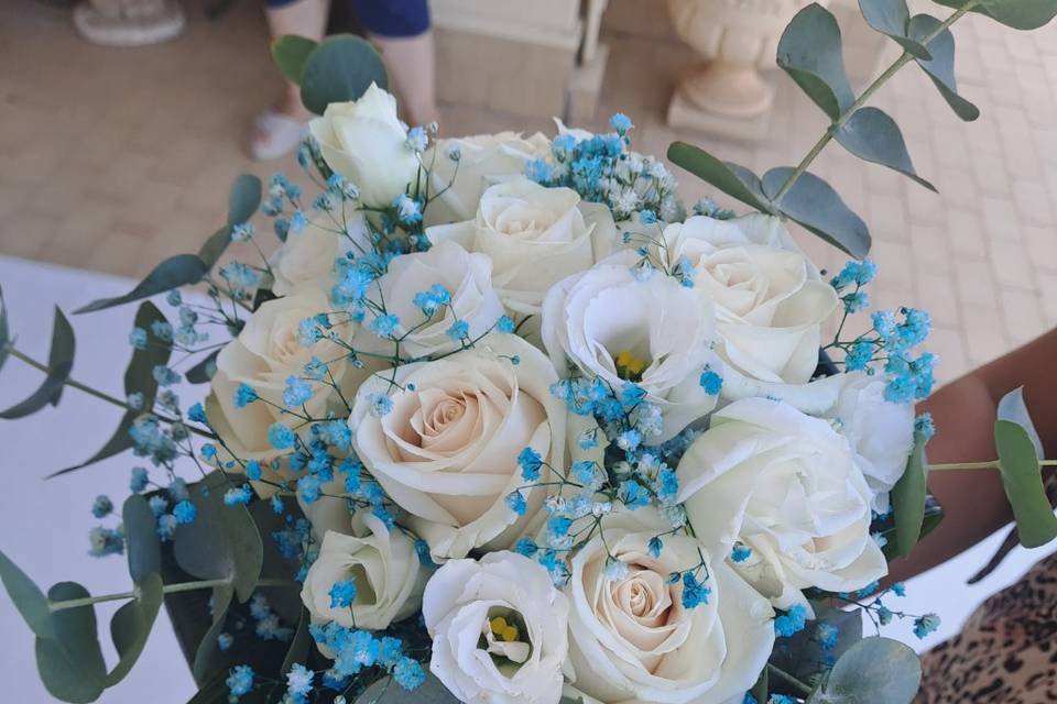 Gypsophila azzurra