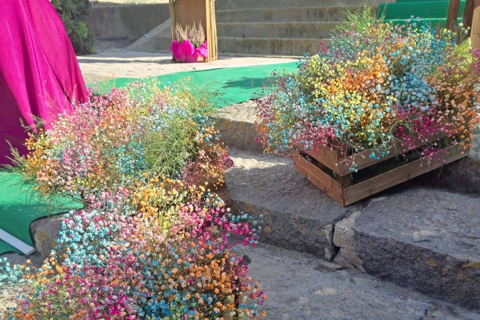 Nebbiolina colorata