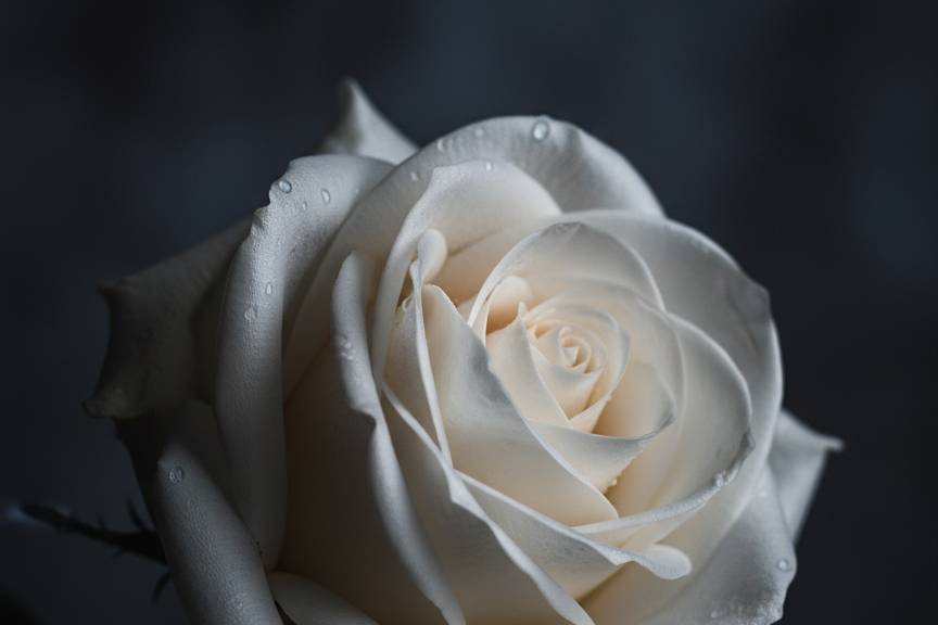 La rosa: eterna