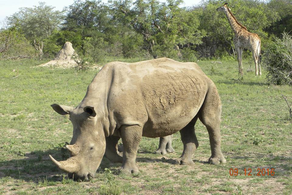 Suf Africa Safari al Kruger