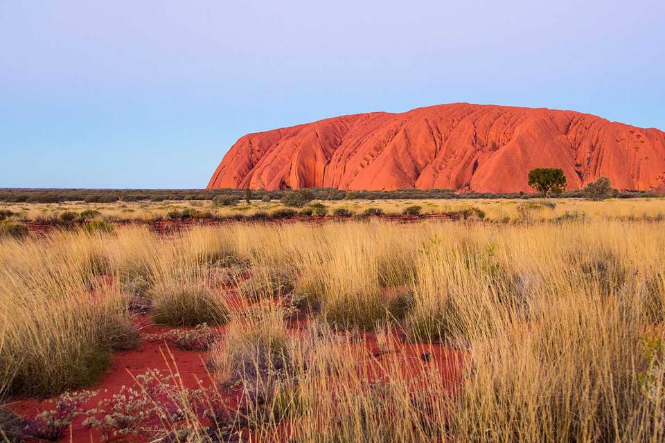 Il cuore rosso australiano