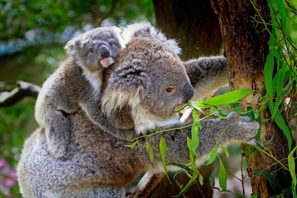 Il cuore rosso australiano