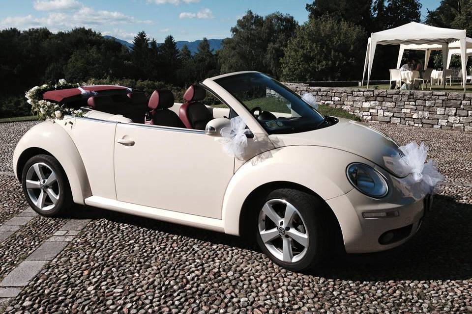 New beetle 1