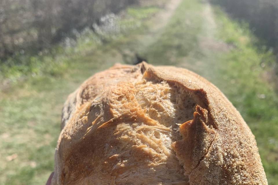 Il nostro pane