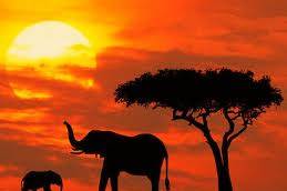 Kenya - safari