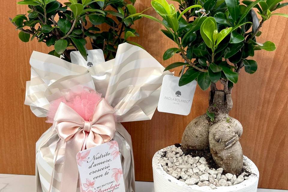 Ginseng bonsai