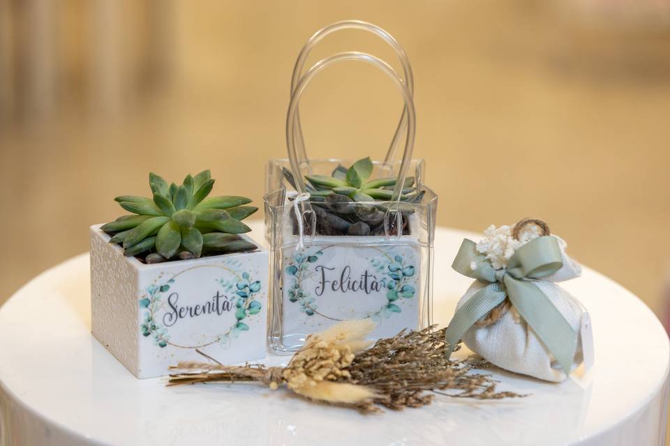 PiantineSucculente