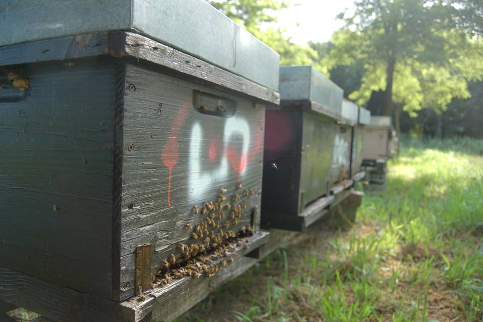Apiario