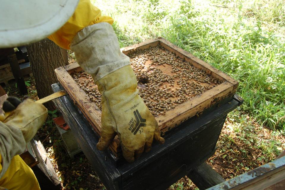 Apiario