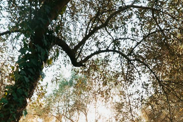 Wedding forest