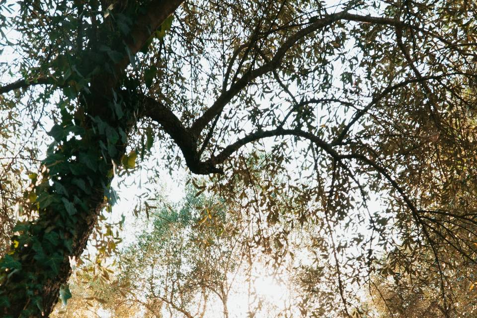 Wedding forest