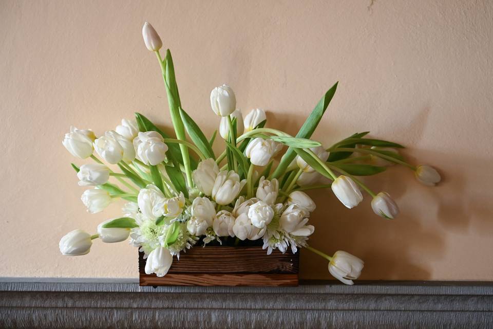 Tulip