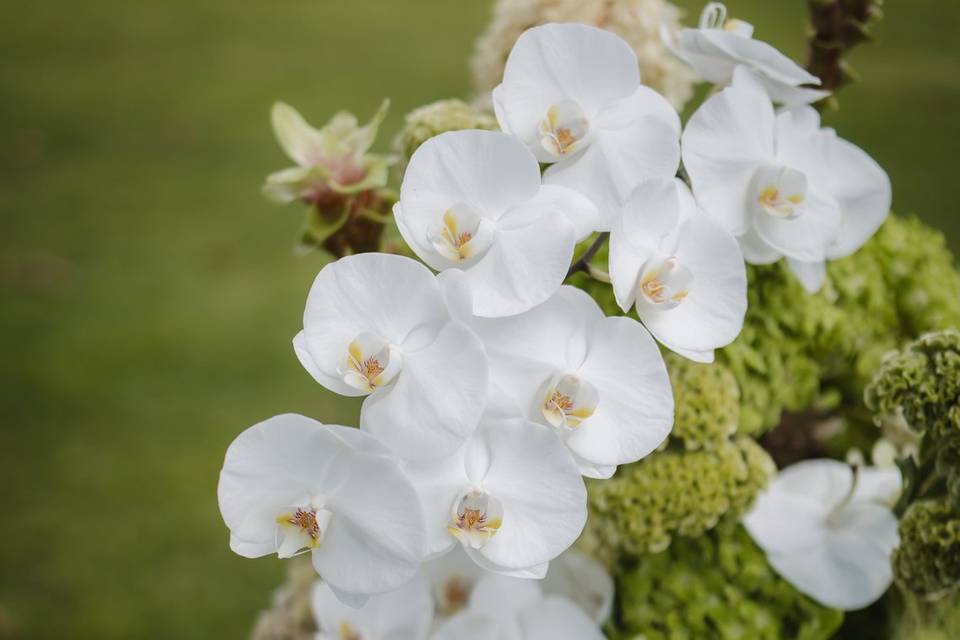 Particolare con orchidea