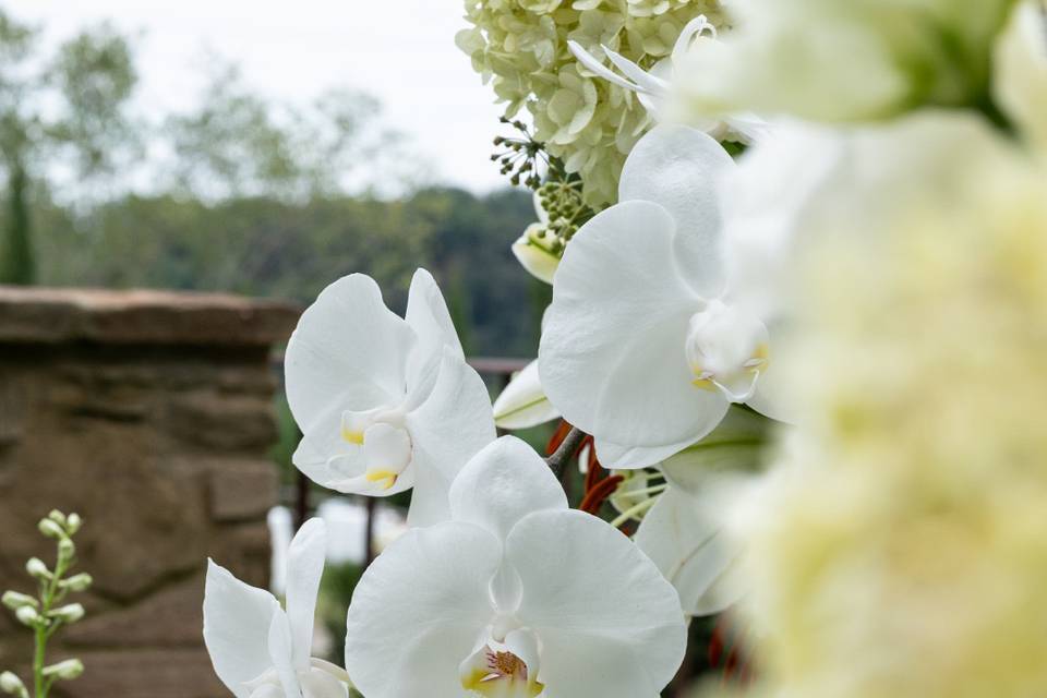 Orchids