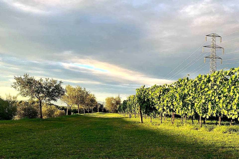 Giardino e Vigneto