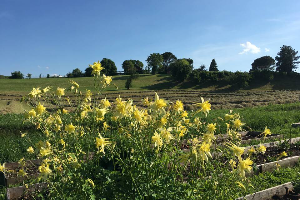 Aquilegia lemon queen