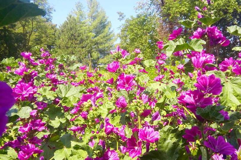 Fiori di malva