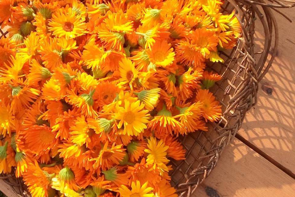 Fiori di calendula