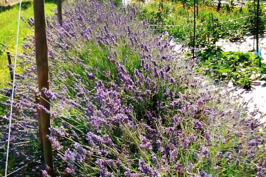 Fiori di lavanda