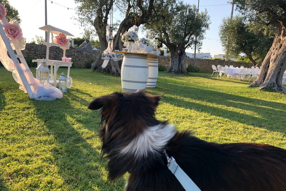 Wedding Dog Apulia