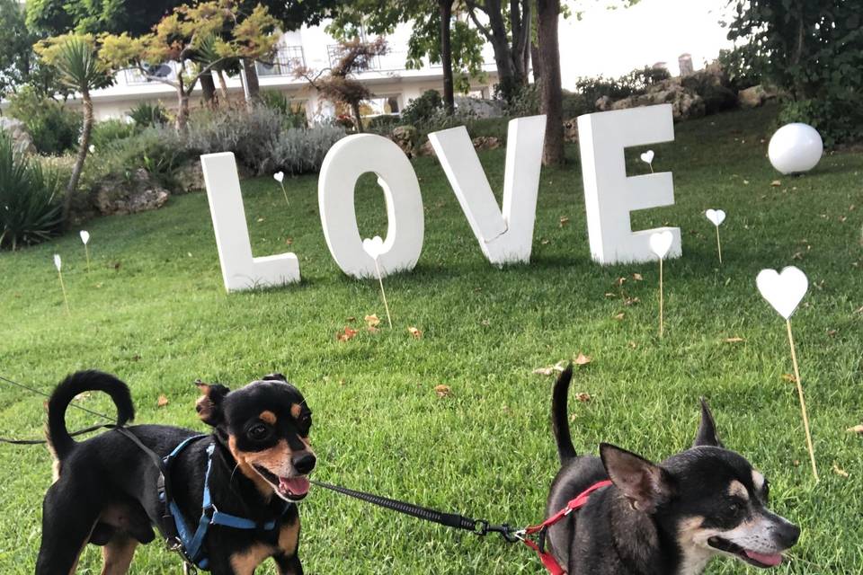 Wedding Dog Apulia