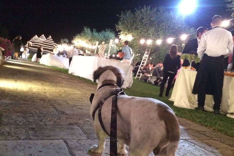 Wedding Dog Apulia