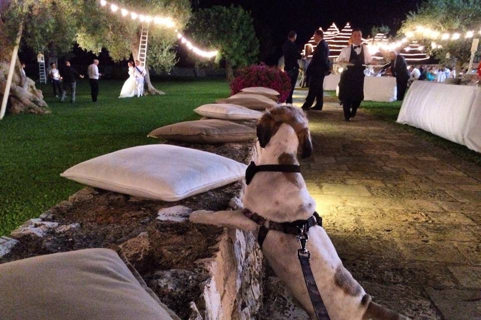 Wedding Dog Apulia