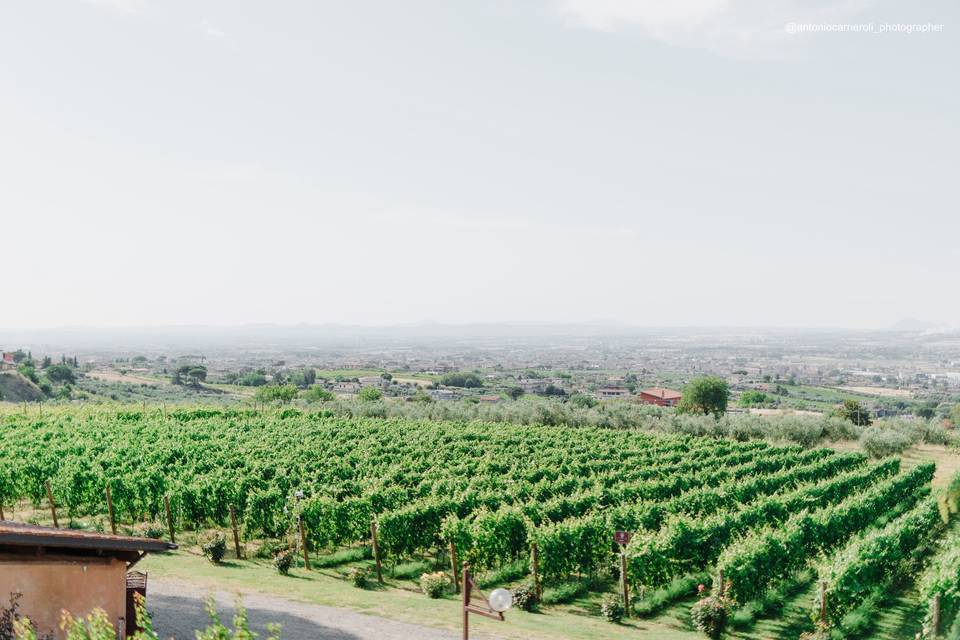 La vigna